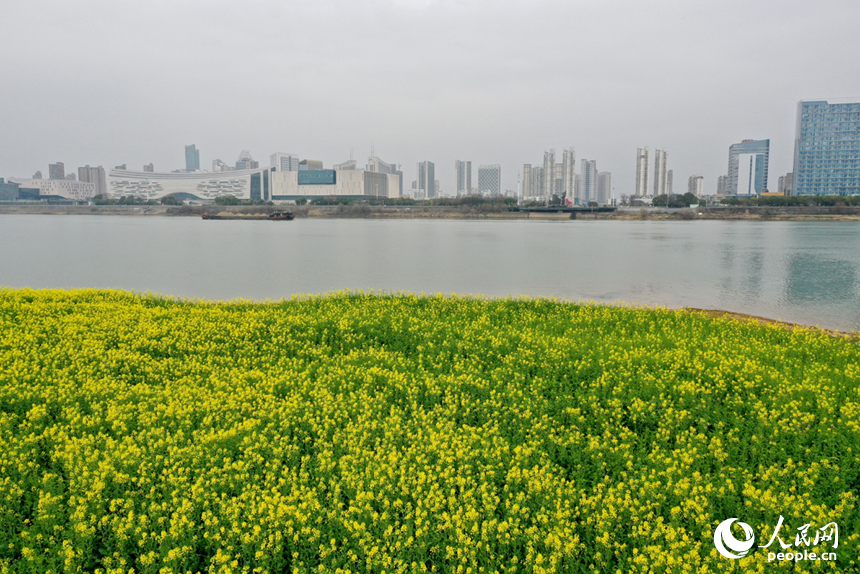 江西省南昌市東湖區揚子洲鎮三聯村灘頭油菜花陸續進入初花期。人民網記者 時雨攝