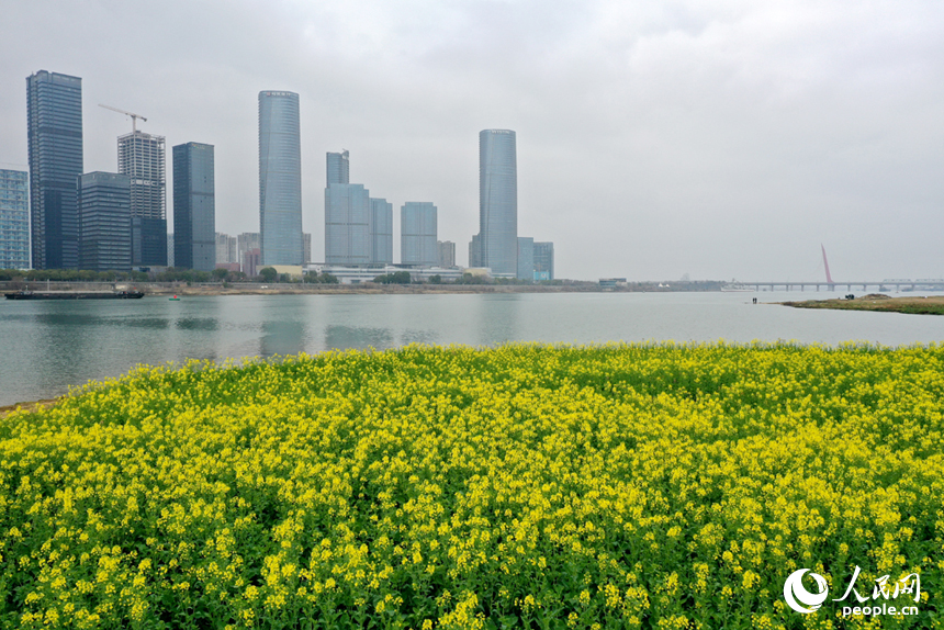 江西省南昌市東湖區揚子洲鎮三聯村灘頭油菜花陸續進入初花期。人民網記者 時雨攝