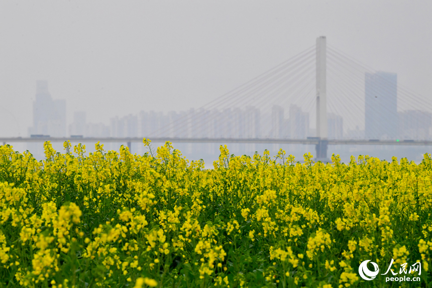 盛開的油菜花與城市美景相融。人民網記者 時雨攝