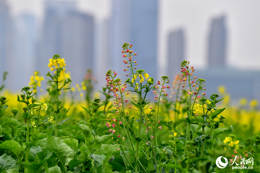 金黃色油菜地里點綴著顏色豐富的七彩油菜花。人民網記者 時雨攝