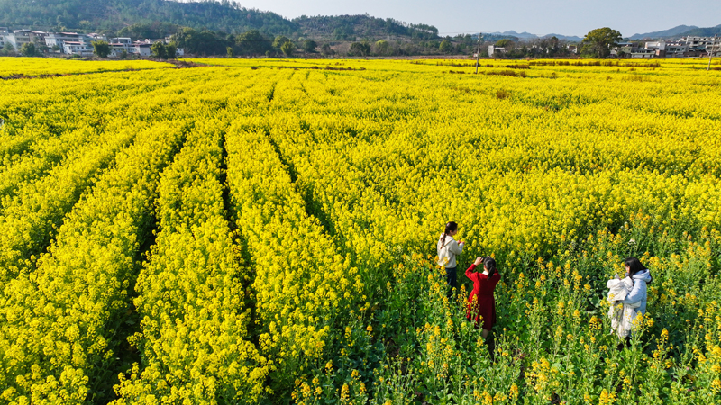 信豐縣鐵石口鎮，1200畝金色油菜花海與山水交相輝映，構成了一幅幅美麗的鄉村畫卷。