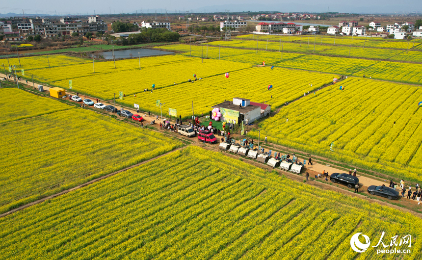 千畝油菜花競相綻放，市民游客在油菜花海中感受春日的絢爛與美好。人民網記者 毛思遠攝