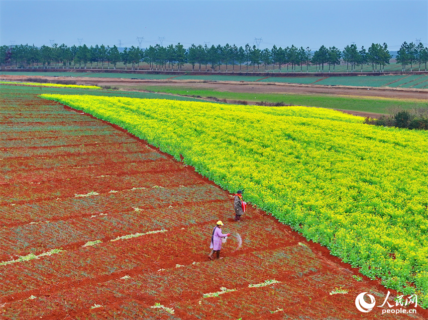 樟樹市義成鎮烏塘村的農業產業種植基地，農事“鐘點工”在田間給農作物施肥。人民網 朱海鵬攝