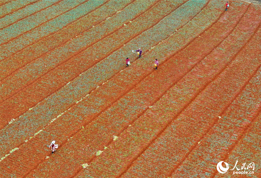 樟樹市義成鎮烏塘村的農業產業種植基地，農事“鐘點工”在田間給農作物施肥。人民網 朱海鵬攝