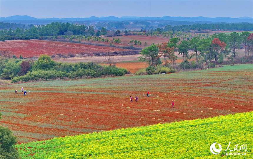 樟樹市義成鎮烏塘村的農業產業種植基地，農事“鐘點工”在田間給農作物施肥。人民網 朱海鵬攝