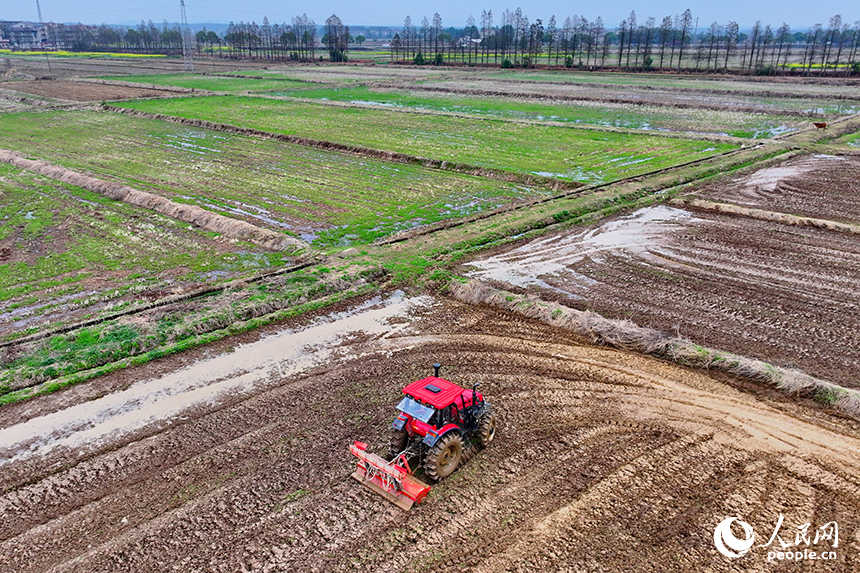 豐城市張巷鎮白馬村，農機手駕駛拖拉機在耕整高標準農田。人民網 朱海鵬攝
