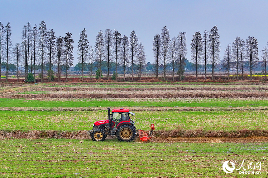 豐城市張巷鎮白馬村，農機手駕駛拖拉機在耕整高標準農田。人民網 朱海鵬攝