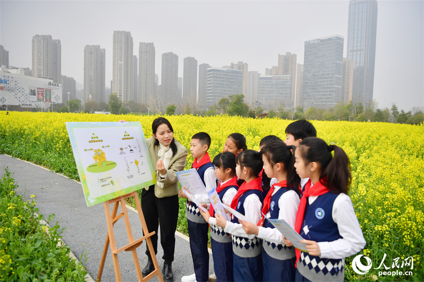 老師在花海中教學生們了解油菜花的生長過程及經濟價值。人民網記者 時雨攝