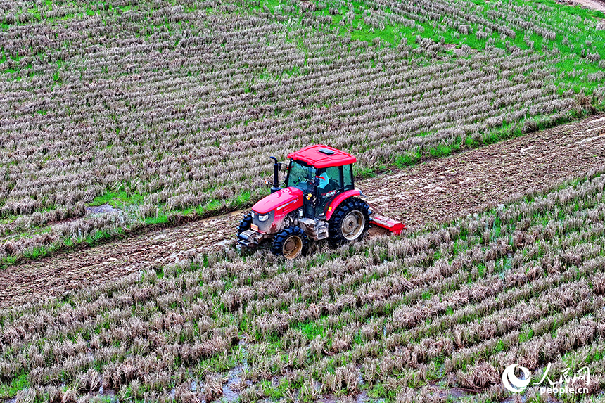 撫州市崇仁縣六家橋鄉艾坊村，農機手在駕駛拖拉機翻耕高標準農田。人民網 朱海鵬攝