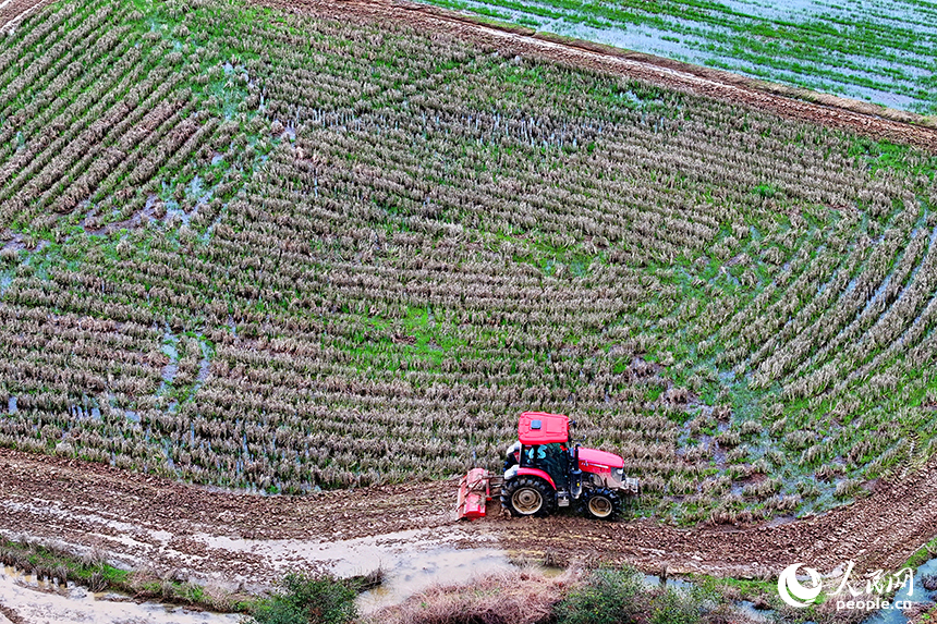 撫州市崇仁縣六家橋鄉艾坊村，農機手在駕駛拖拉機翻耕高標準農田。人民網 朱海鵬攝