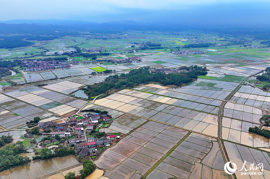 撫州市崇仁縣六家橋鄉艾坊村，春雨浸潤后的高標準農田阡陌縱橫、路通渠連，如同調色盤。人民網 朱海鵬攝