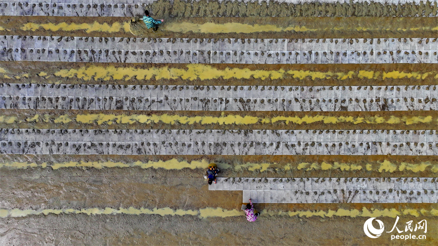 撫州市金溪縣瑯琚鎮厚山村的早稻集中育秧基地，村民在田間擺秧盤、平廂面、撒種覆膜。人民網 朱海鵬攝