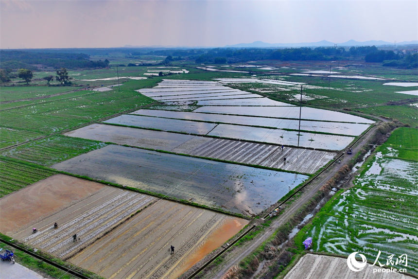 撫州市金溪縣瑯琚鎮厚山村的早稻集中育秧基地，村民在田間擺秧盤、平廂面、撒種覆膜。人民網 朱海鵬攝