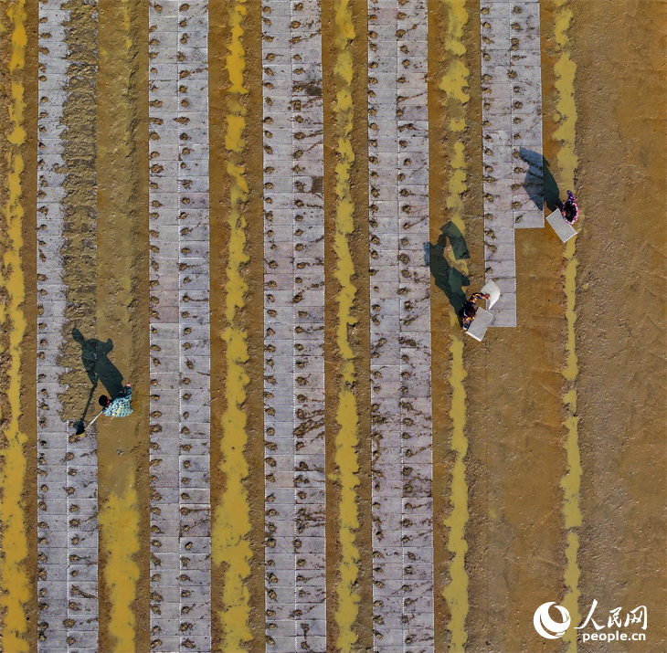 撫州市金溪縣瑯琚鎮厚山村的早稻集中育秧基地，村民在田間擺秧盤、平廂面、撒種覆膜。人民網 朱海鵬攝