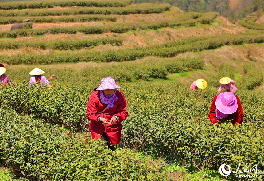 贛州市崇義縣上堡鄉萬長山高山茶場，茶農搶抓利好天氣采摘明前茶供應市場。人民網 朱海鵬攝