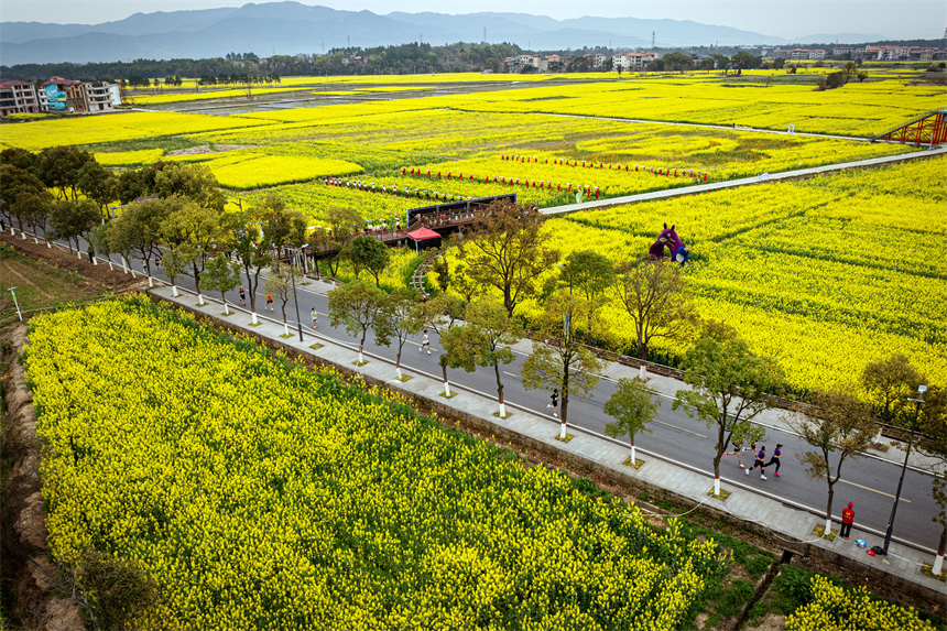 油菜花海中，參賽選手們揮灑汗水，向著終點一路進發。王保萌攝