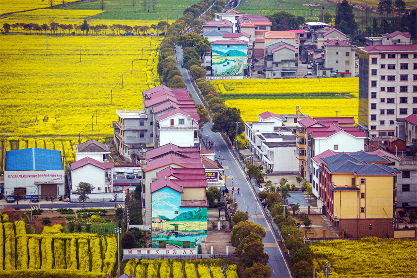 油菜花海中，參賽選手們揮灑汗水，向著終點一路進發。王保萌攝