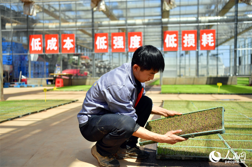 安義縣的綠能農業公司育秧中心大棚內，農技人員密切關注秧苗長勢。人民網記者 時雨攝