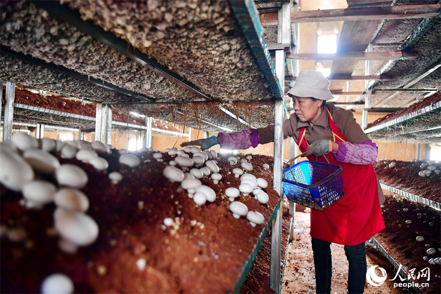 種菇大棚內，村民正在采摘成熟的蘑菇。人民網記者 時雨攝
