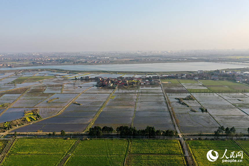金色花海與蓄水的稻田交相輝映，勾勒出一幅生機勃勃的春耕畫卷。人民網記者 時雨攝