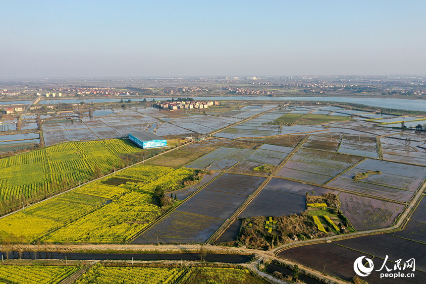 金色花海與蓄水的稻田交相輝映，勾勒出一幅生機勃勃的春耕畫卷。人民網記者 時雨攝