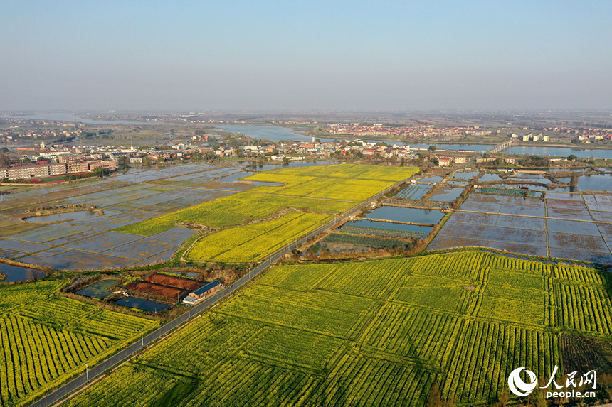 金色花海與蓄水的稻田交相輝映，勾勒出一幅生機勃勃的春耕畫卷。人民網記者 時雨攝