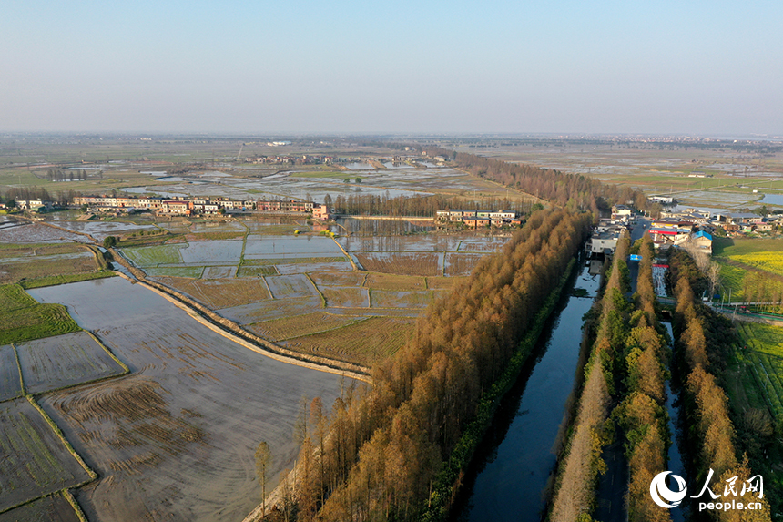 一片片蓄水的稻田在陽光映照下波光漣漪，勾勒出一幅生機勃勃的春耕畫卷。人民網記者 時雨攝