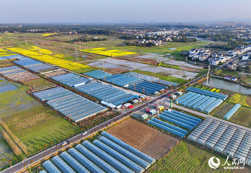 上饒市弋陽縣葛溪鄉繆家村，鱗次櫛比的蔬菜大棚與色彩斑斕的農田相映成景。人民網 朱海鵬攝