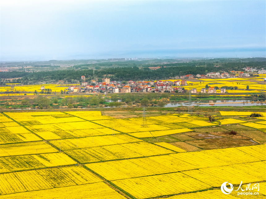 油菜花田與村莊、公路、群山構成一幅美麗畫卷。人民網 龍楚良攝