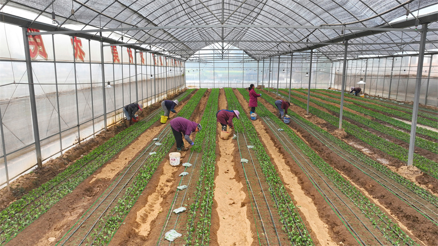 村民正在栽種菊苗。劉可攝