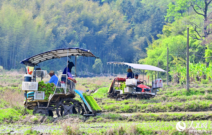 贛州市全南縣龍源壩鎮寨下村，農機手駕駛中小型插秧機在山區小田塊插秧。人民網 朱海鵬攝