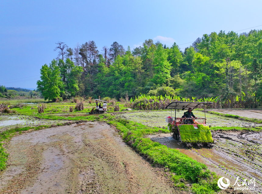 贛州市全南縣龍源壩鎮寨下村，農機手駕駛中小型插秧機在山區小田塊插秧。人民網 朱海鵬攝
