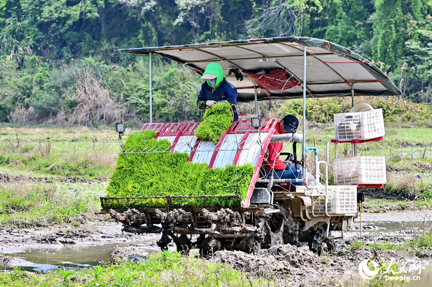 贛州市全南縣龍源壩鎮寨下村，農機手駕駛中小型插秧機在山區小田塊插秧。人民網 朱海鵬攝