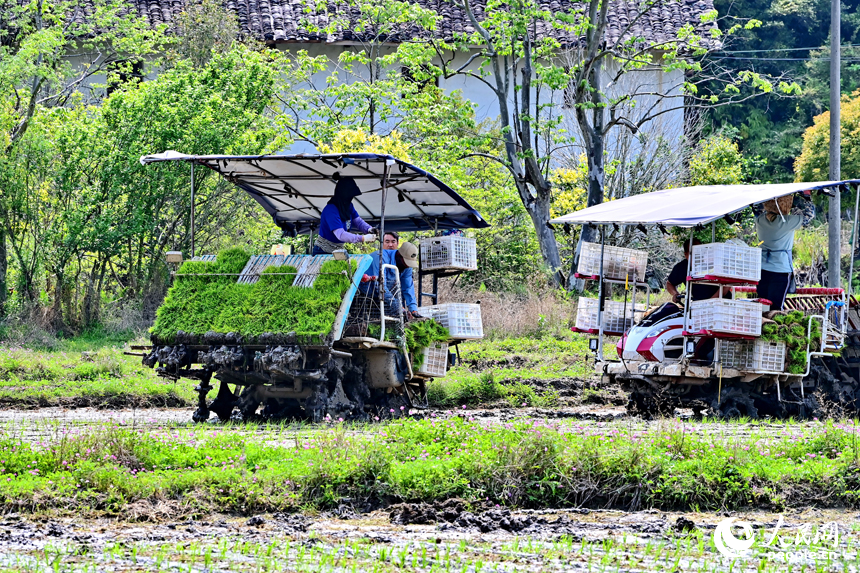 贛州市全南縣龍源壩鎮寨下村，農機手駕駛中小型插秧機在山區小田塊插秧。人民網 朱海鵬攝