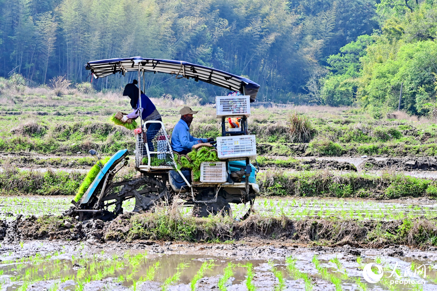 贛州市全南縣龍源壩鎮寨下村，農機手駕駛中小型插秧機在山區小田塊插秧。人民網 朱海鵬攝