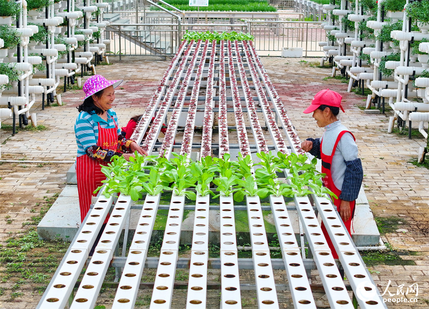 贛州市全南縣城廂鎮鎮仔村的一家現代農業示范園內，村民在管護打理立體種植架上的水培蔬菜。人民網 朱海鵬攝