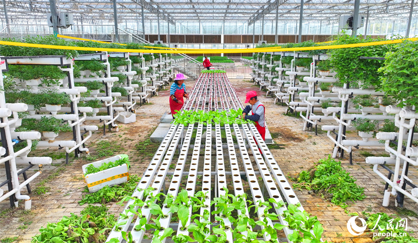 贛州市全南縣城廂鎮鎮仔村的一家現代農業示范園內，村民在管護打理立體種植架上的水培蔬菜。人民網 朱海鵬攝