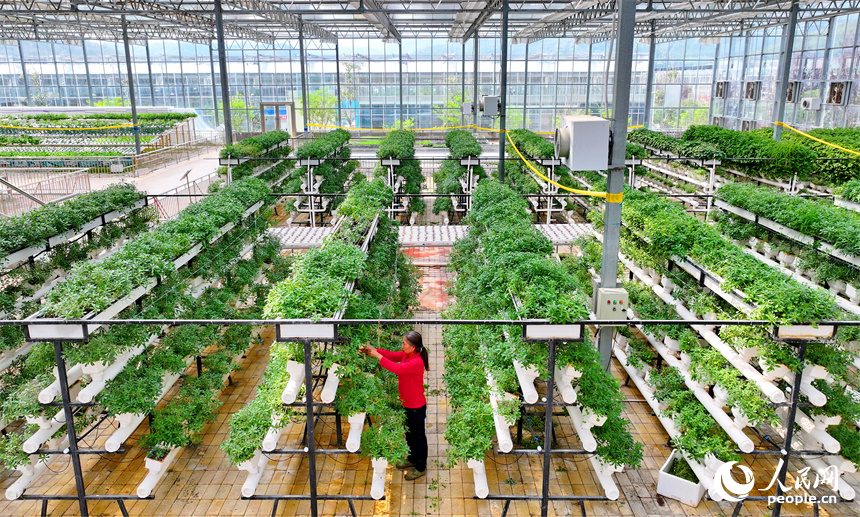 贛州市全南縣城廂鎮鎮仔村的一家現代農業示范園內，村民在管護打理立體種植架上的水培蔬菜。人民網 朱海鵬攝