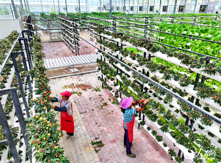 贛州市全南縣城廂鎮鎮仔村的一家現代農業示范園內，村民在管護打理立體種植架上的水培蔬菜。人民網 朱海鵬攝