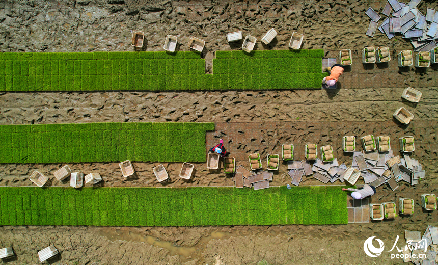 農戶們正在進行起秧作業。人民網記者 毛思遠攝