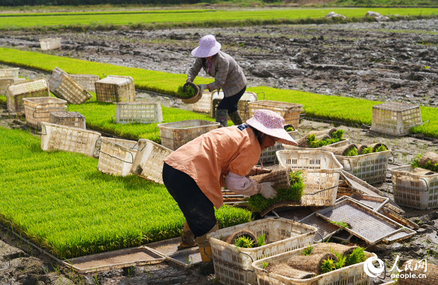 農戶們正在進行起秧作業。人民網記者 毛思遠攝