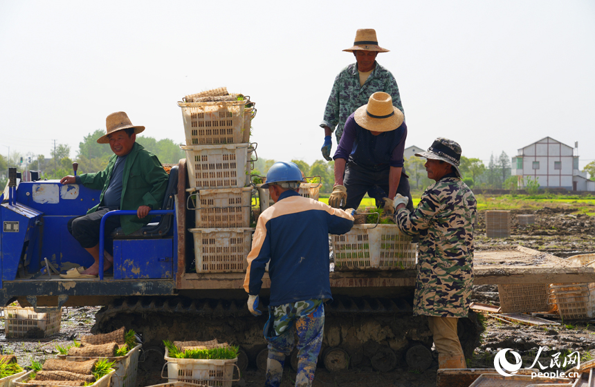 農戶們將秧苗裝上運輸車。人民網記者 毛思遠攝