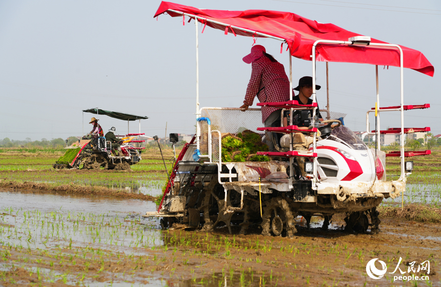 4月14日，南昌縣涇口鄉大沙村，農戶駕駛插秧機在田間來回穿梭，栽插早稻秧苗。人民網記者 毛思遠攝