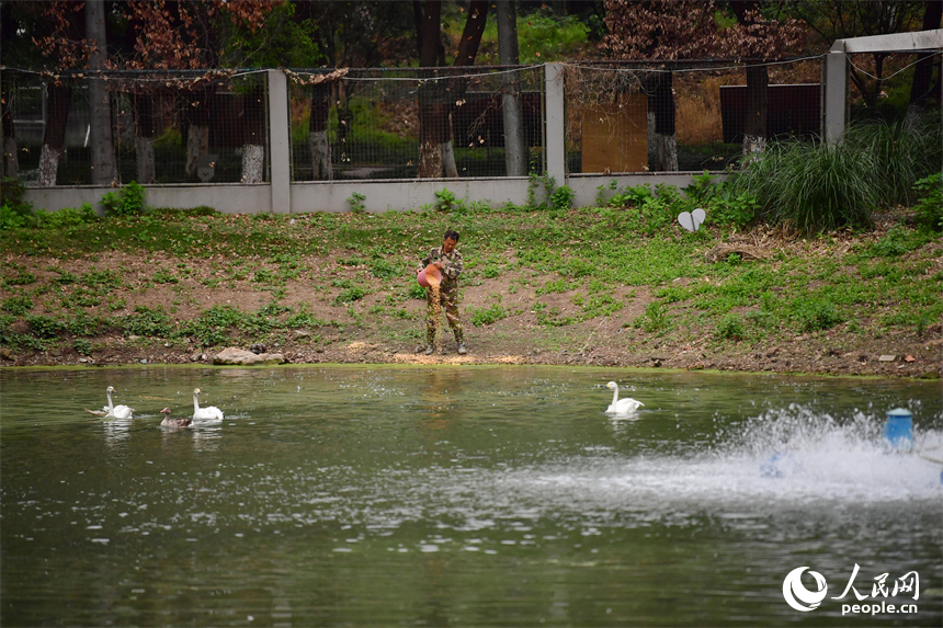 在“候鳥醫院”的人工湖邊，王小龍正在給候鳥投喂稻谷等口糧。人民網記者 時雨攝