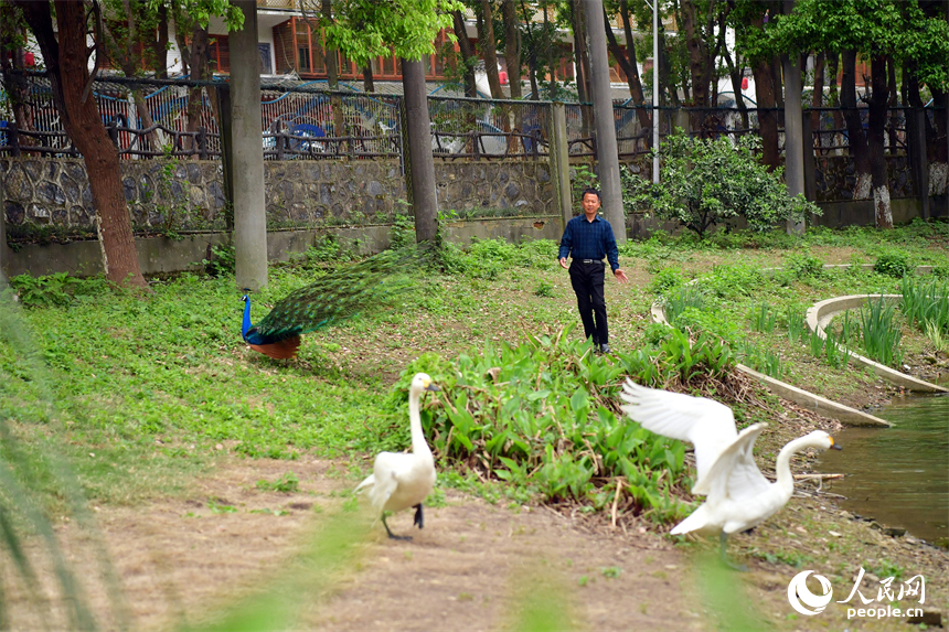 在“候鳥醫院”的人工湖邊，王小龍圍繞著人工湖察看受傷候鳥的扇翅、走路等情況。人民網記者 時雨攝