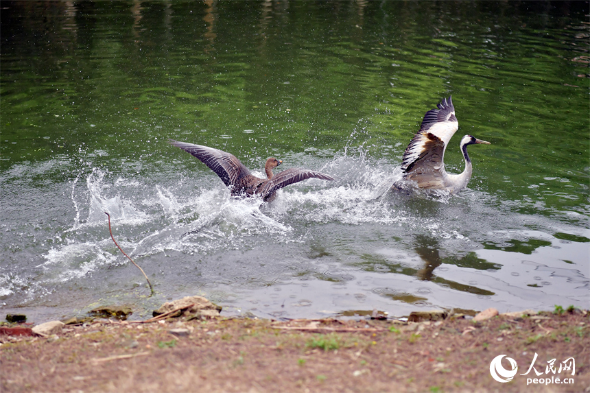 一些候鳥經過救治后逐漸康復，待到越冬候鳥再次來到鄱陽湖后，這些候鳥將放飛和大部隊集合。人民網記者 時雨攝