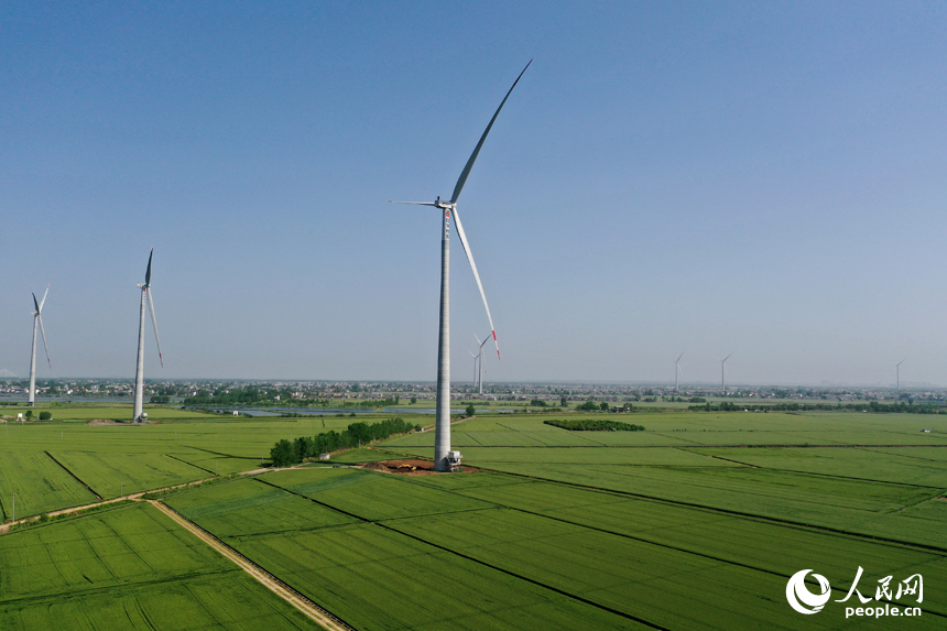 彭澤縣棉船鎮5萬余畝小麥與風力發電機相映成景，勾勒出一幅生態畫卷。人民網記者 時雨攝