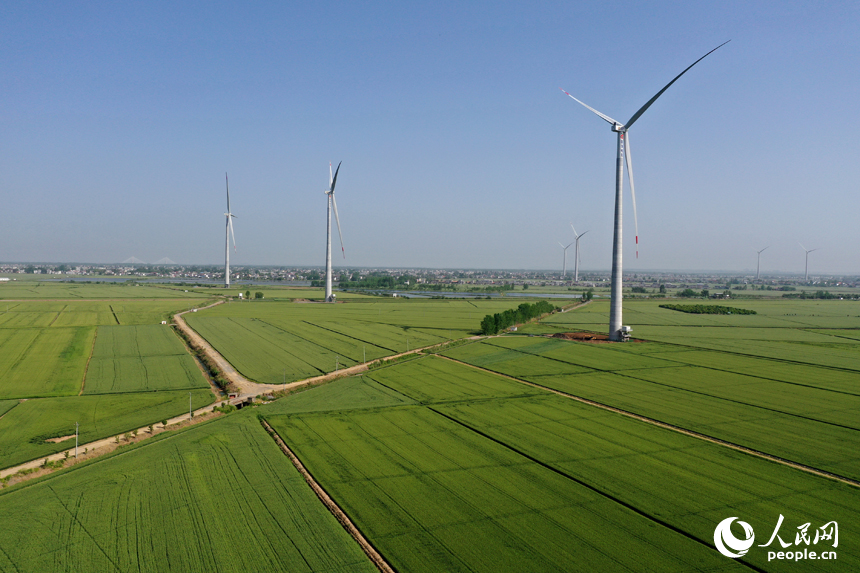 彭澤縣棉船鎮5萬余畝小麥與風力發電機相映成景，勾勒出一幅生態畫卷。人民網記者 時雨攝
