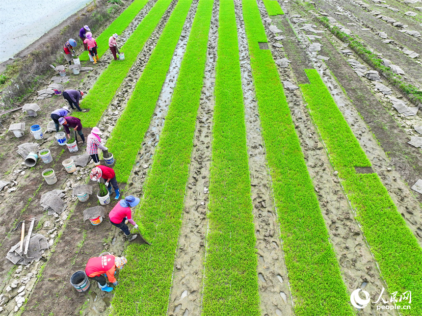 贛州市全南縣龍源壩鎮鎮頭村，村民在高標準農田集中育秧點起秧，為下一步插秧、拋秧做準備。人民網 朱海鵬攝