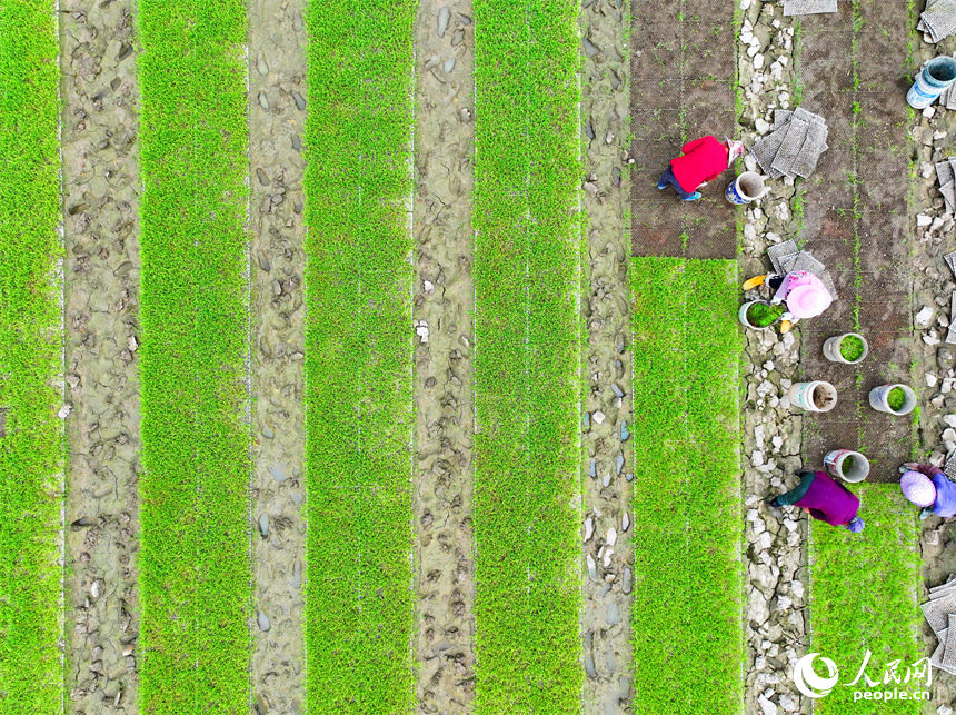 贛州市全南縣龍源壩鎮鎮頭村，村民在高標準農田集中育秧點起秧，為下一步插秧、拋秧做準備。人民網 朱海鵬攝